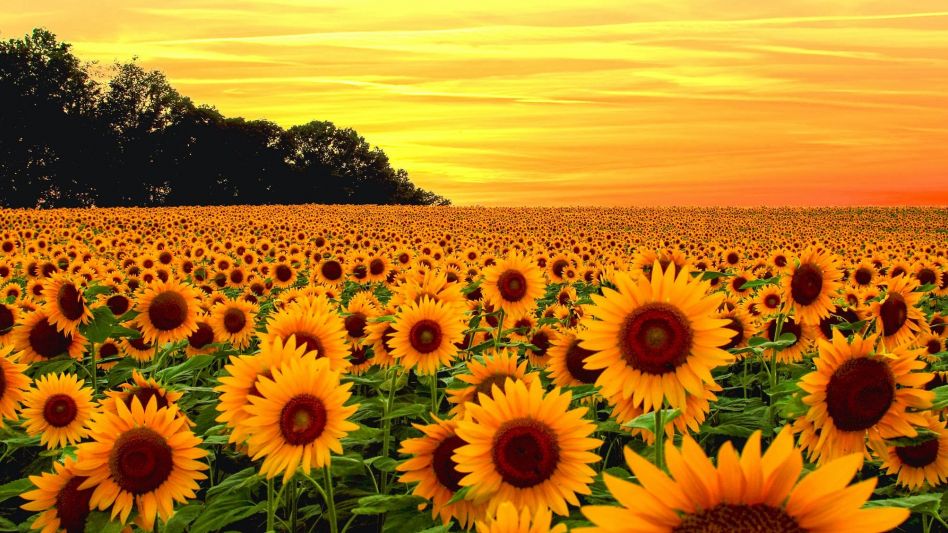 FOTO: Noticias AgroPecuarias