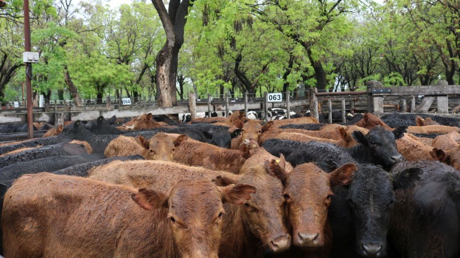Los Marca Líquida que hicieron $29.800/208 Kg., en Néstor I.Goenaga y Cía.
