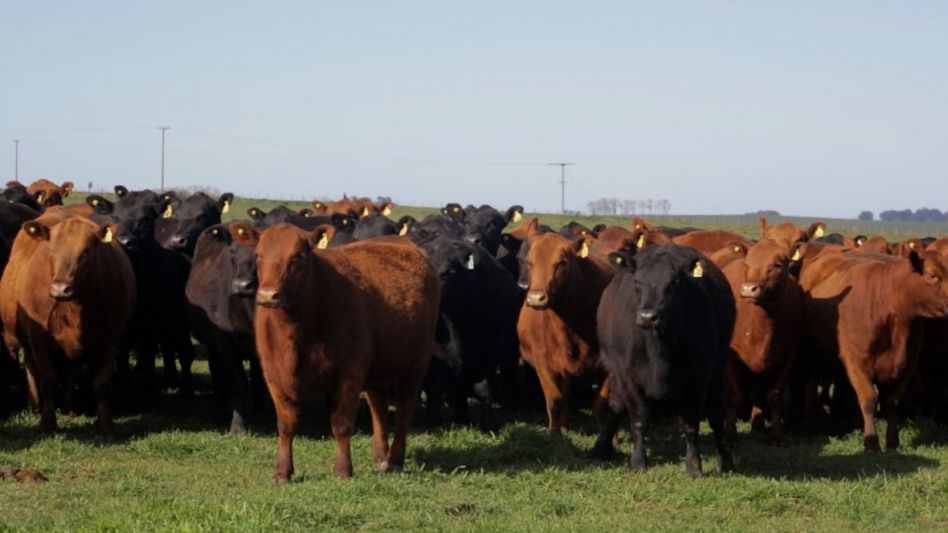 Con 800 vientres de Los Cerritos y otros productores se confirmó  