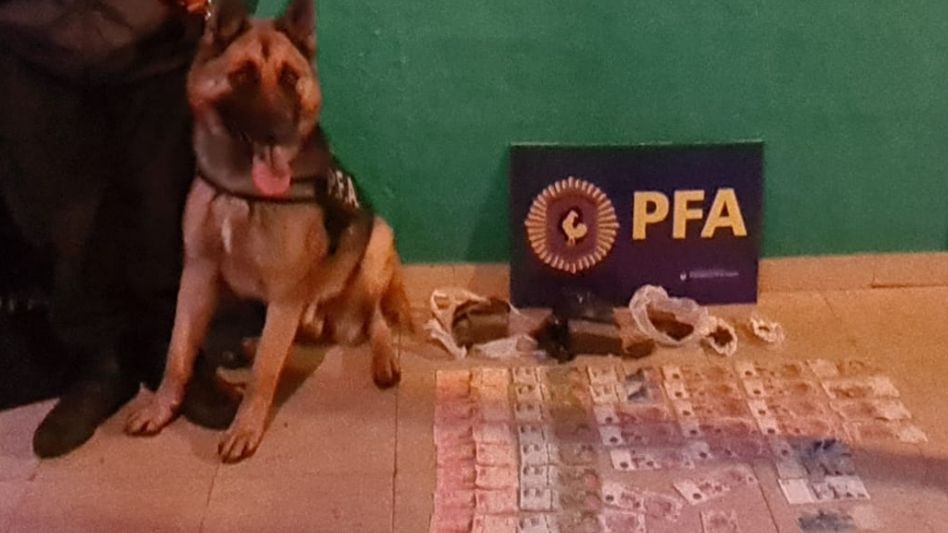 Un agente de la Federal y Bruno, el perro utilizado en los allanamientos. PFA/DELEGACIÓN AZUL