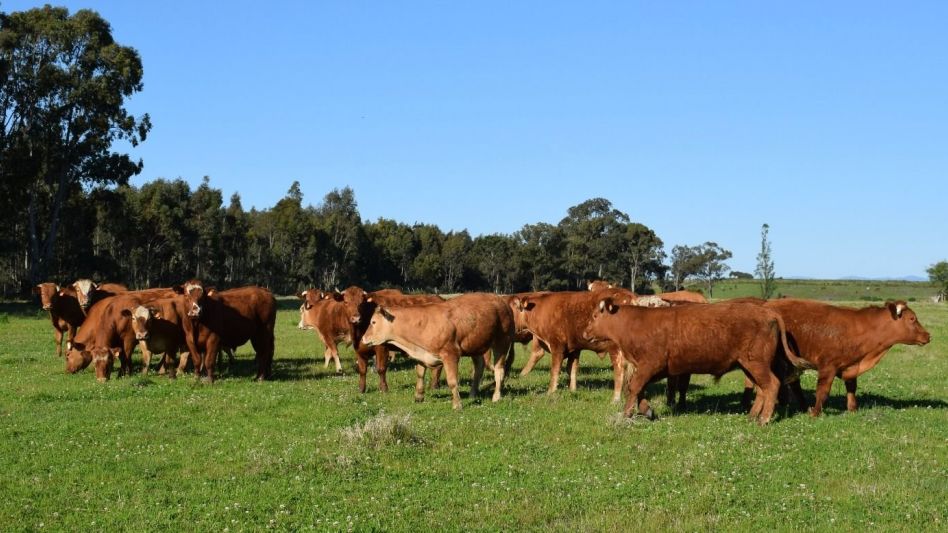 En la provincia de Buenos Aires se puso en marcha la segunda etapa de la campaña lanzada por la cartera agraria con el objetivo de promover la realización de pruebas de diagnóstico de venéreas en los 