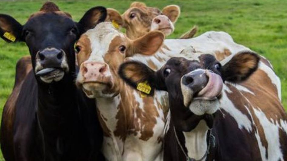 Las principales enfermedades venéreas en bovinos son la Tricomoniasis y la Campylobacteriosis.