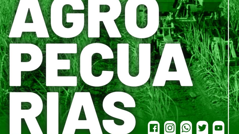 Prevén precios más bajos para el cerdo