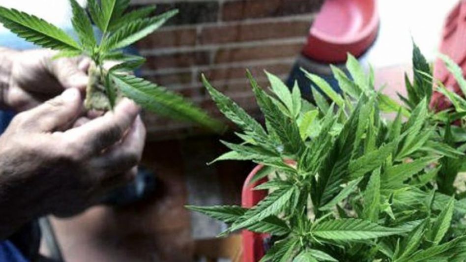 El Gobierno autorizó este jueves, a nivel nacional, el autocultivo controlado de cannabis para uso medicinal. (Télam)