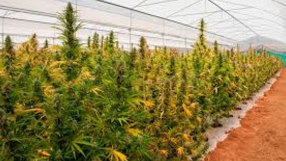 Tras la nueva reglamentación, finalmente Lamadrid producirá "cannabis estatal"