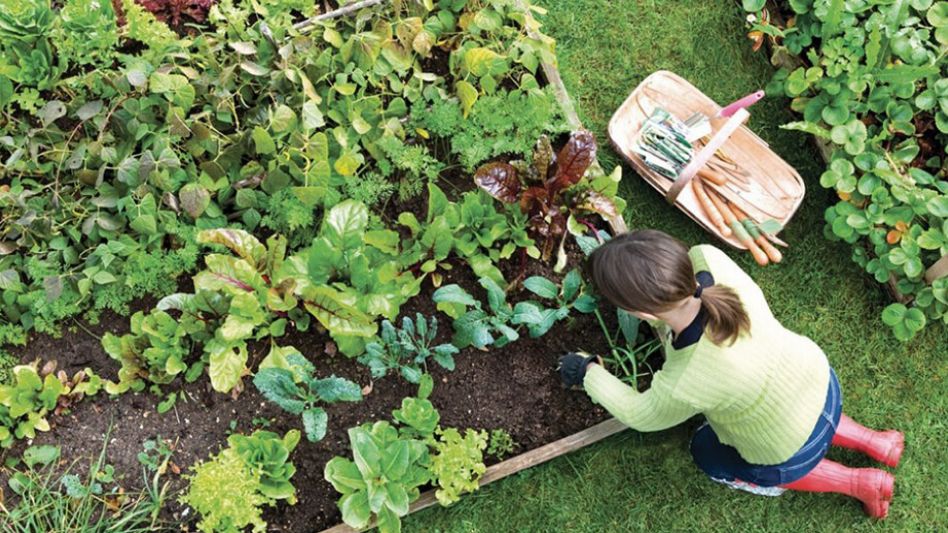 Proponen que  sea la Secretaria de Producción, Empleo y Desarrollo Sostenible del Municipio la coordinadora de la planificación y ejecución del programa Huerta Agroecológica Municipal. 
