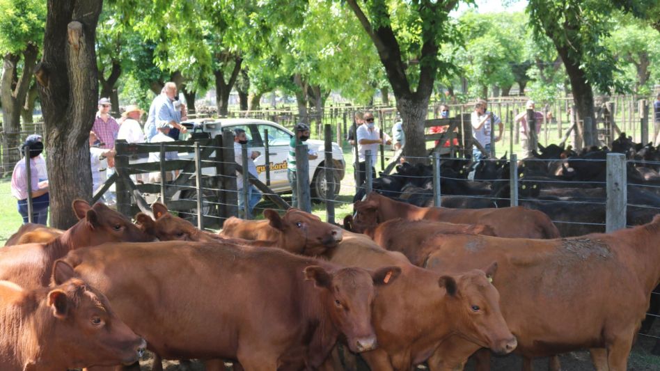 Hasta $48.500 por la cabeza de las vaquillonas en Tapalqué.