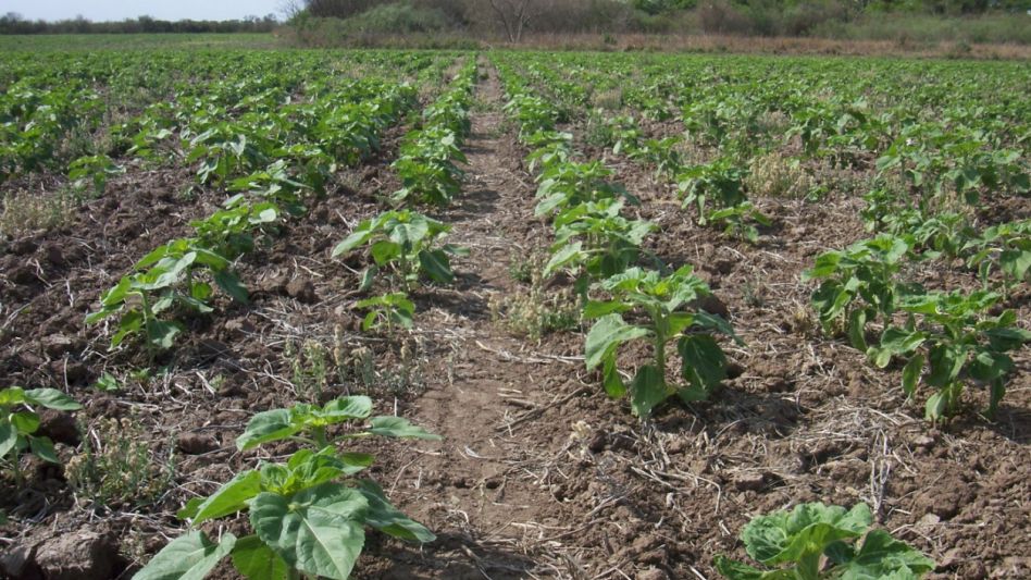 La siembra de girasol ya cubre el 99,2 % de la superficie estimada para esta campaña. 