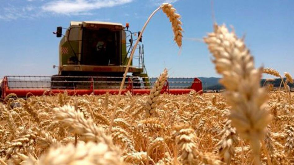 Los estudios sobre el trigo cosechado apuntan a determinar la calidad del cereal.  