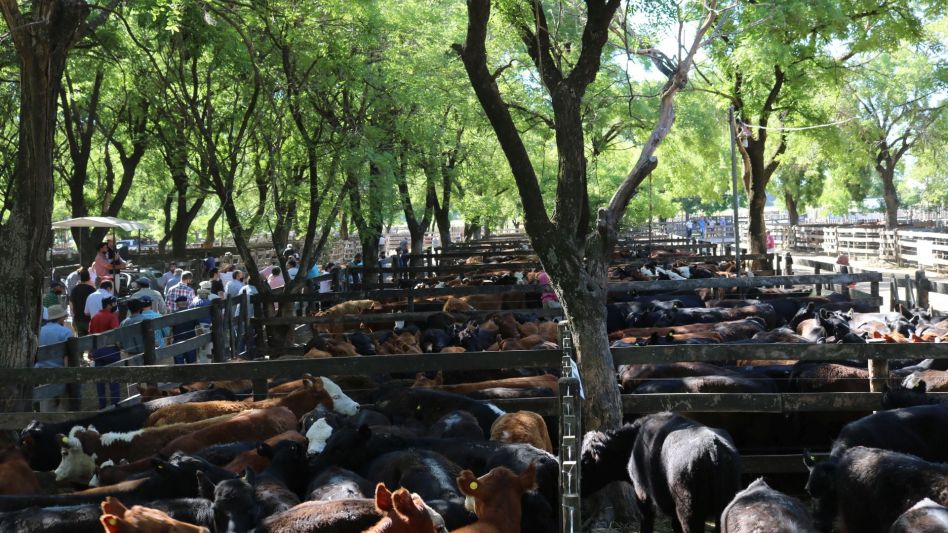 Los corrales llenos de la SRA en la venta física de Wallace SA.