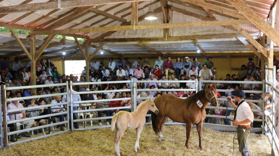 El próximo sábado compiten y se venden caballos Cuarto de Milla en nuestra ciudad. 
