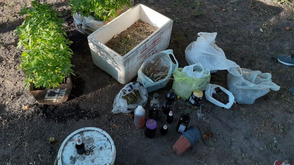 Hallaron una plantación de marihuana en una casa