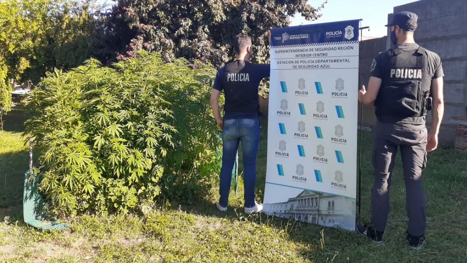 Policías encontraron una plantación de marihuana en una vivienda. Por esta infracción a la Ley 23.737 un hombre fue arrestado. FOTOS Y VIDEO: EPDS AZUL/PBA