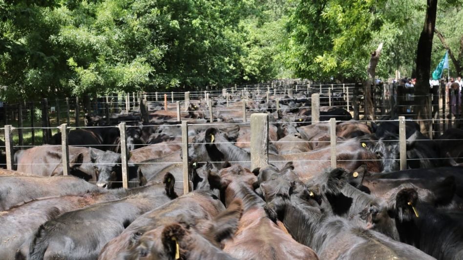 La fila de los 700 vientres Marca Líquida que vendió Hourcade Albelo y Cía.