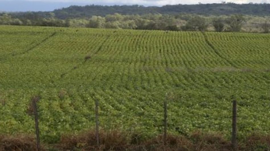El clima seco de la última semana permitió avanzar con la incorporación de cuadros en gran parte de la región agrícola.