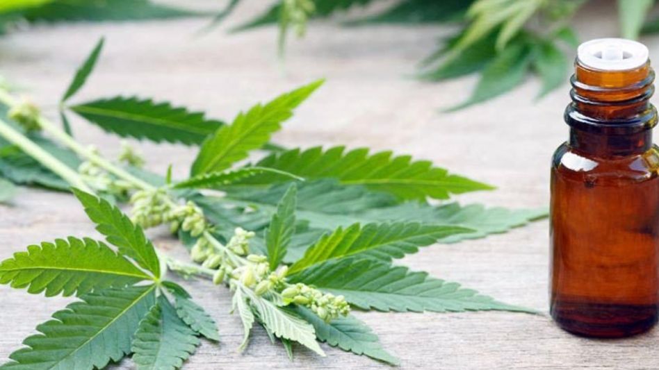 Provincia impulsa el cultivo de cannabis medicinal e incorpora el aceite en hospitales