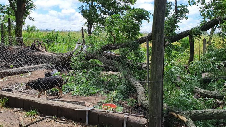 El temporal de viento causó serios daños en el predio de A. A. P. A.
