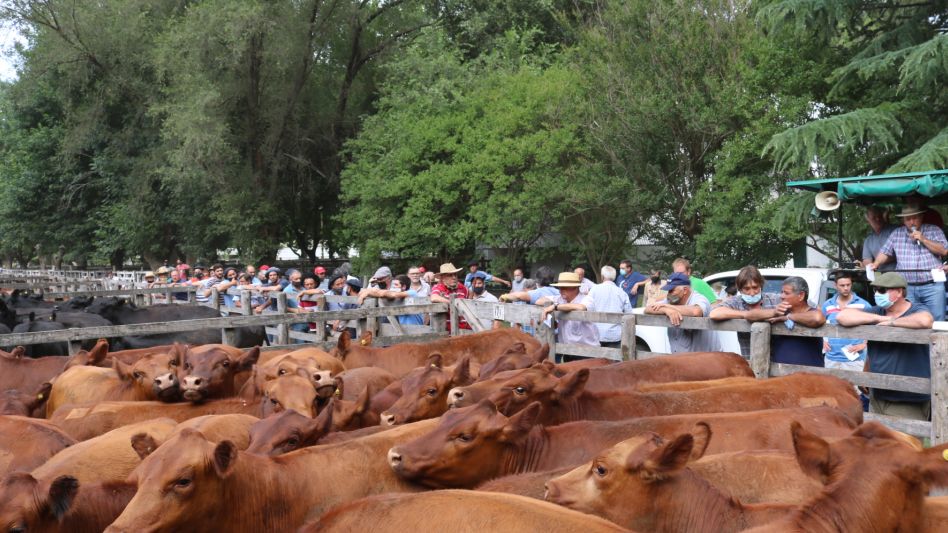 Las vaquillonas preñadas de Santa Ivonne que llegaron a $88.000 en Saladillo.