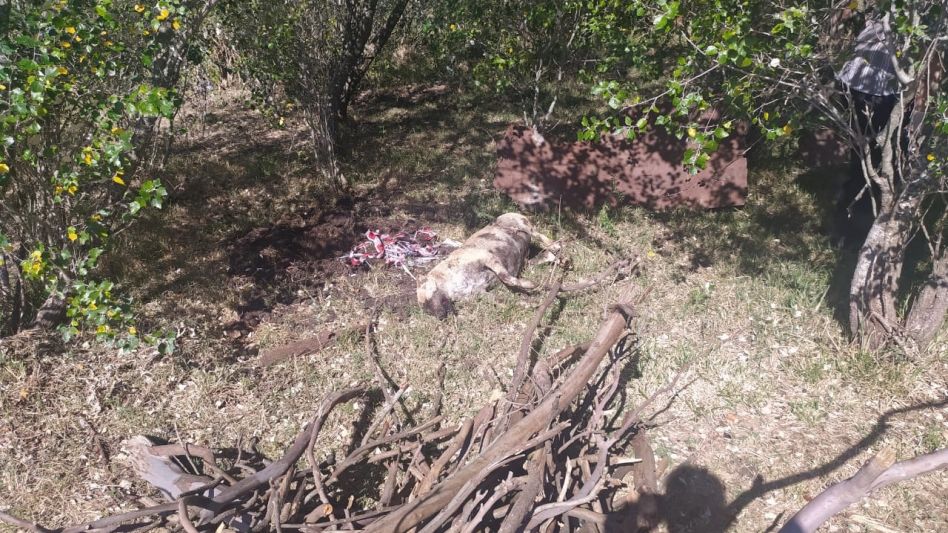 La docente que salió a caminar y murió al ser atacada por una jauría de perros