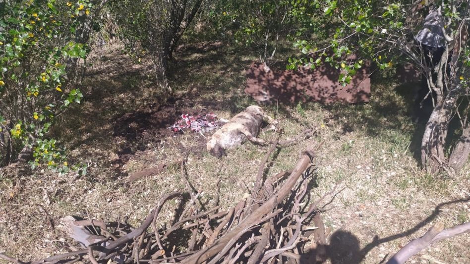 La docente que salió a caminar y murió al ser atacada por una jauría de  perros