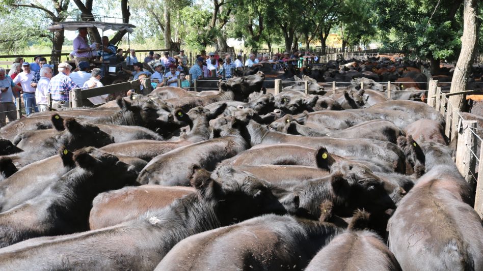 Con 2.000 cabezas y lotes Marca Líquida comienzan las ventas del 2021 en la feria de Hugo R. Aristegui y Cía.
