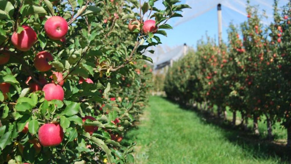 La Administración Federal de Ingresos Públicos estableció beneficios impositivos para productores de peras y manzanas. 