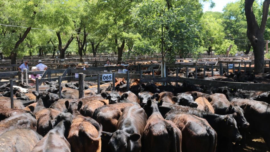 Los novillitos que obligaron en 6 lotes ($46.800/255 Kg.) para la provincia de Santa Fe en el remate de Néstor I. Goenaga y Cía.