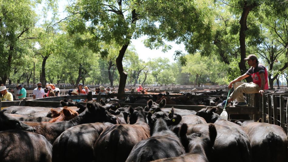 Los novillos de Stela Quatrocchio y de los hermanos Reinaldo y Carlos Gau que se posicionaron en $59.000/361 Kg.