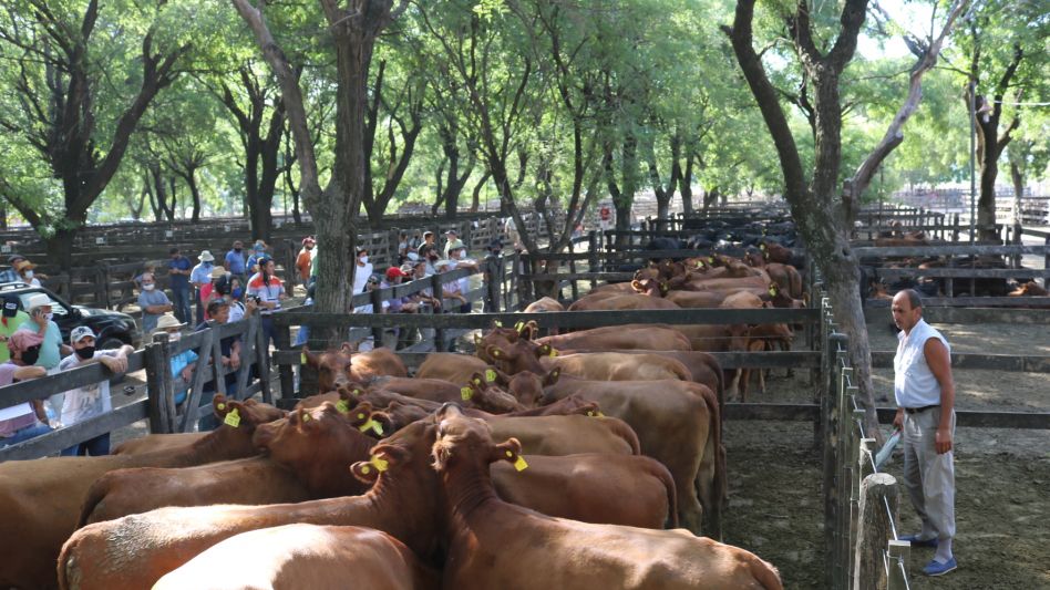 Las vaquillonas preñadas de Los Ombúes que llegaron a $85.500. 