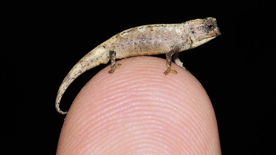 Así es el reptil más pequeño del mundo: cabe en la punta de un dedo y vive en Madagascar