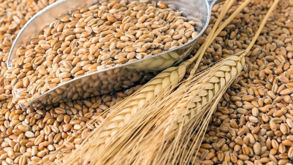 Buscan insertar la producción de trigo bonaerense en el mercado mexicano. (Prensa MDA)
