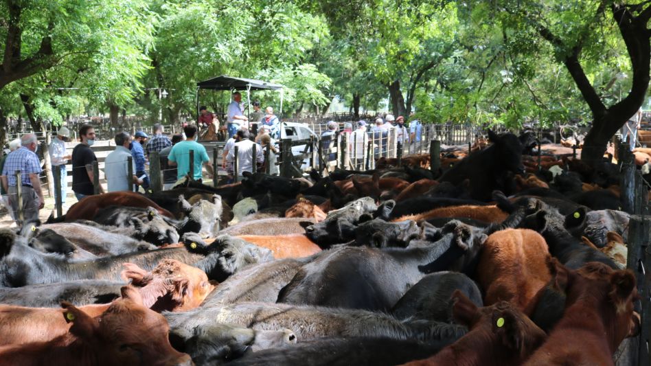 Los corrales de terneros Marca Líquida que sobresalieron en la feria de Hugo R. Aristegui y Cía.