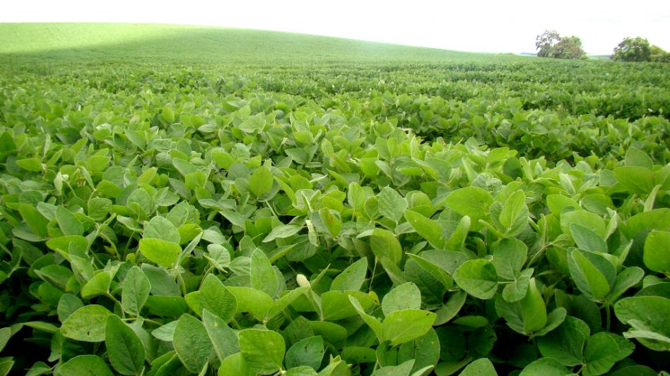 Tras las lluvias ocurridas sobre el final de enero mejoró la condición de los cuadros de soja sobre gran parte del centro del área agrícola.