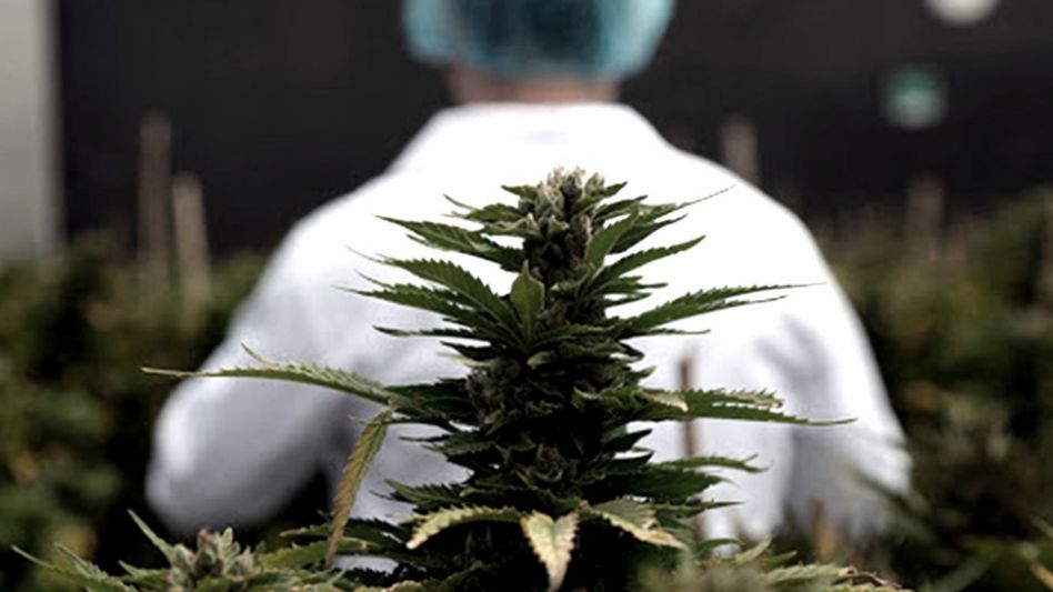 El objetivo del acuerdo es acelerar el desarrollo técnico y tecnológico del mercado de cannabis medicinal e industrial.