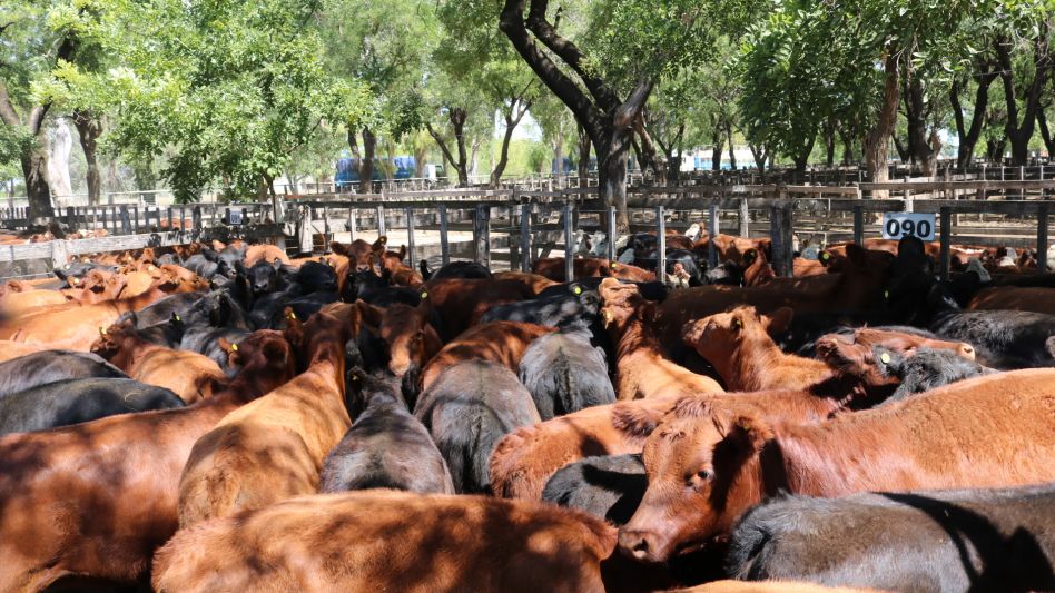 Las terneras de Pedro Goenaga que se impusieron en Azul ($40.200/216 Kg.). 