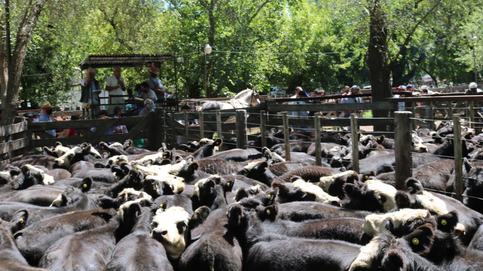 Las caretas de Garín ubicadas en $43.000/203 Kg., en el Especial de Hourcade Albelo y Cía. 