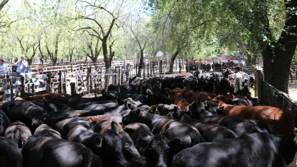Casi un millar de haciendas para faena en el remate de Alfredo S. Mondino efectuado en Olavarría.  