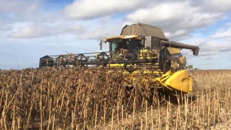 Cosecharon los primeros lotes de girasol en el sur del área agrícola