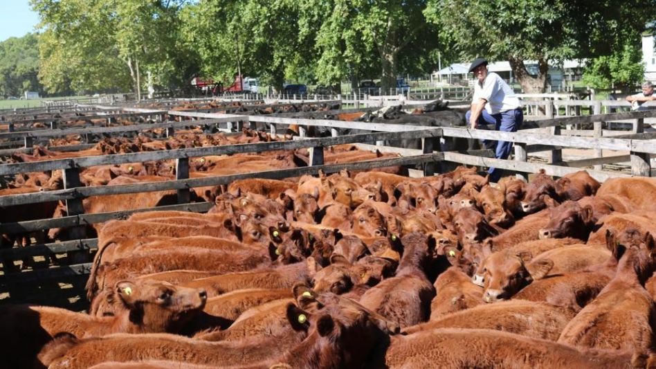 Los 140 terneros de La Coyunda que sobresalieron en $38.400/170Kg., en la venta de Sivero y Cía.