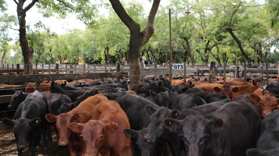 La jaula completa que se vendió en $40.100/167Kg. ($240,12) en el remate de Néstor I. Goenaga y Cía.