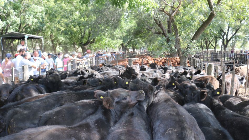 La fila con los Angus y caretas de Edgardo Coppola que se distinguieron en Cacharí. 