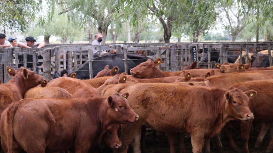 Las Limangus que llegaron a $73.000 en las Estrellas del Destete de SVB.