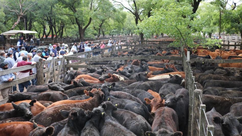 Los corrales completos de la SRA con más de 5 mil vacunos embretados por Wallace SA.