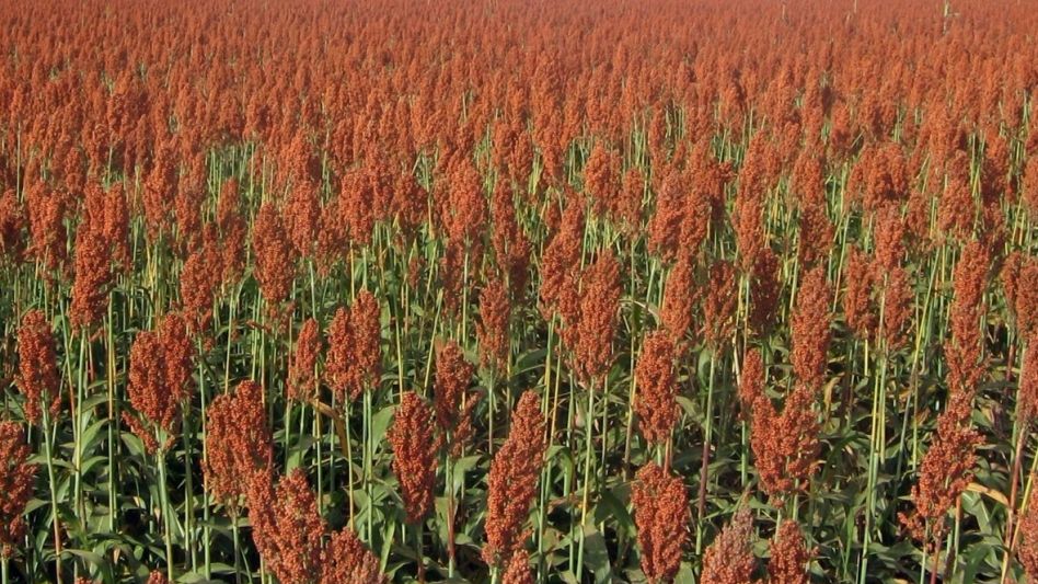 La cosecha de sorgo, también demorada por la falta de lluvias
