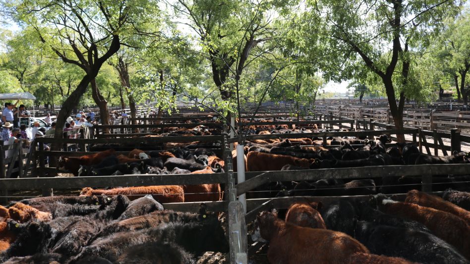 La feria de Néstor I. Goenaga y Cía., donde negociaron 1.700 vacunos con más interés por la cría.
