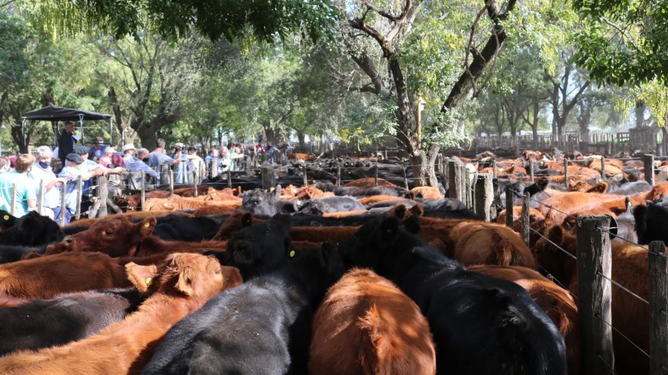 Los corrales llenos de terneros en la feria de Hugo R. Aristegui y Cía.
