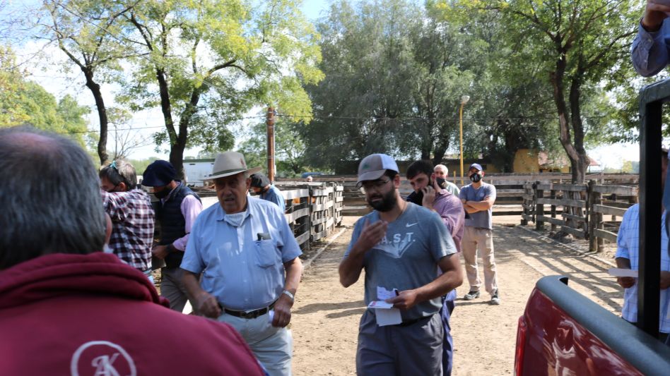  Heriberto y Santiago Mayos, operadores de animales pesados en el remate de Adolfo Koerner y Cía.