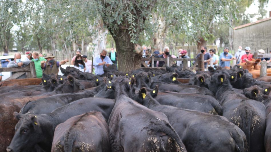 Las vaquillonas preñadas que hicieron punta en Sivero y Cía.