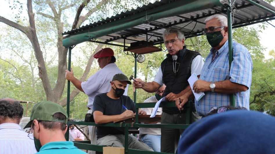 Víctor Sissini rematando un millar de cabezas para faena en Hourcade, Albelo y Cía.