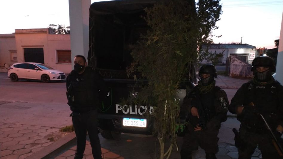 Una planta de cannabis sativa, cartuchos y un cuchillo se incautaron durante los allanamientos realizados este viernes por la tarde en el Barrio Del Carmen. FOTOS: EPDS AZUL/PBA